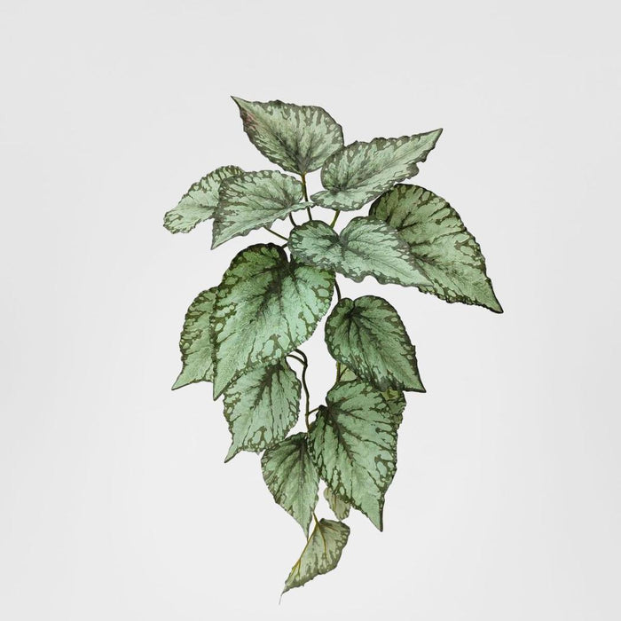 Hanging Caladium Bush 65cm