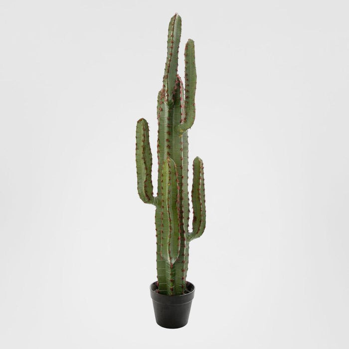 Desert Cactus XL 1.15m