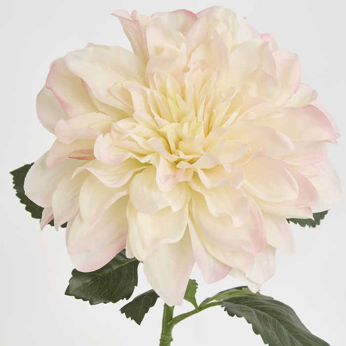 Giant Dahlia Stem 70cm Ice Pink 6 pcs