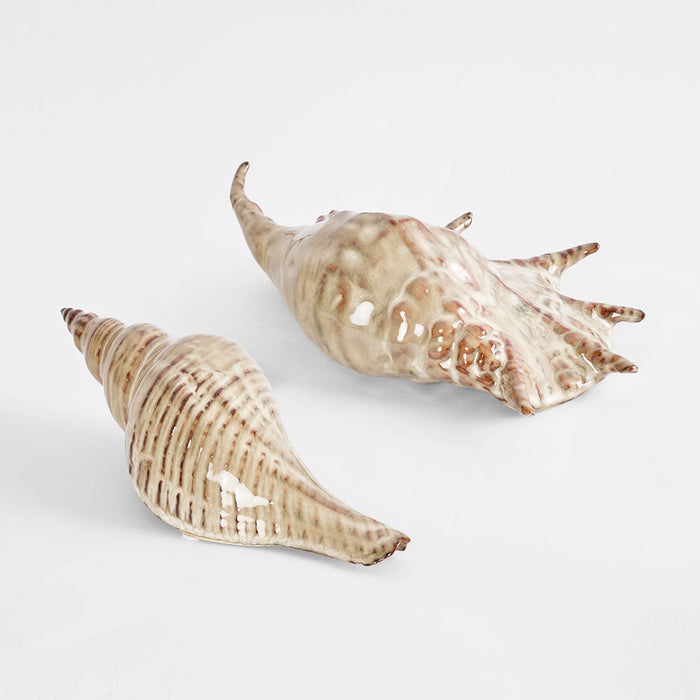 Spider Conch Shell