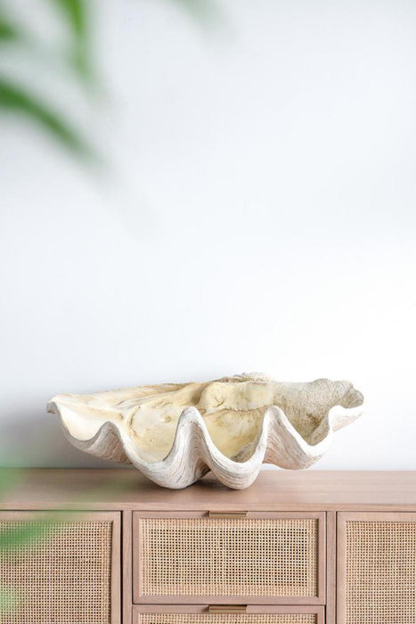 Giant Clam Sculpture Natural