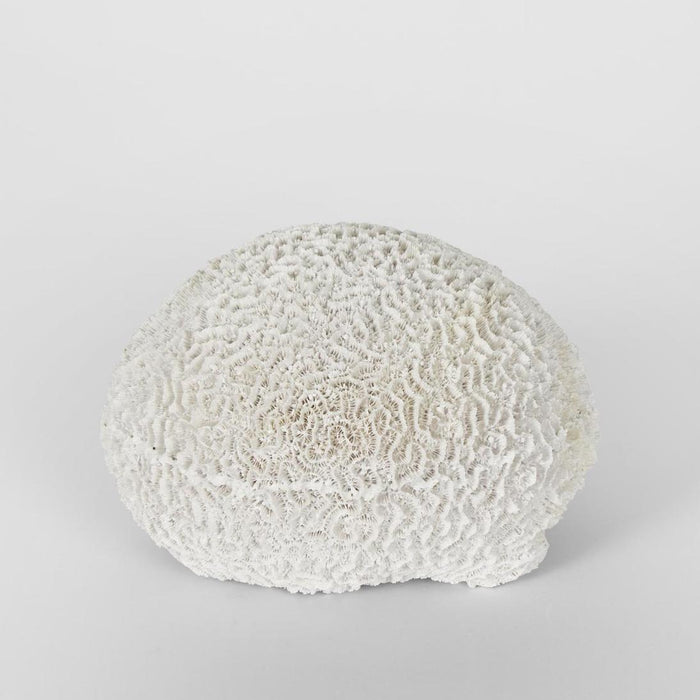 Cove White Sea Urchin 17X18X12CM 2 pcs