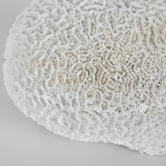 Cove White Sea Urchin 17X18X12CM 2 pcs