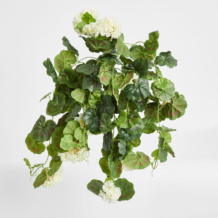 Geranium Bush Trail 60cm Cream