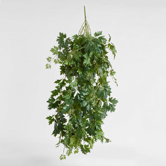 Hanging Cissus Bush 1.10m