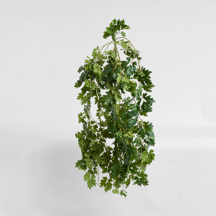 Hanging Cissus Bush 1.10m