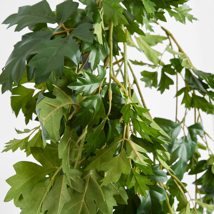 Hanging Cissus Bush 1.10m