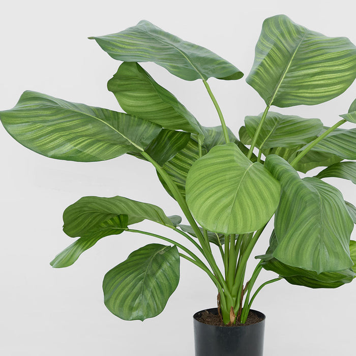 Calathea Fasciata Green 65cm
