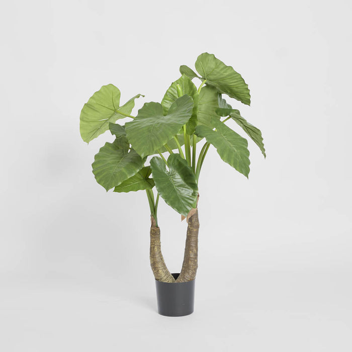 Alocasia Calidora 1m