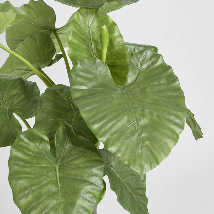 Alocasia Calidora 1m