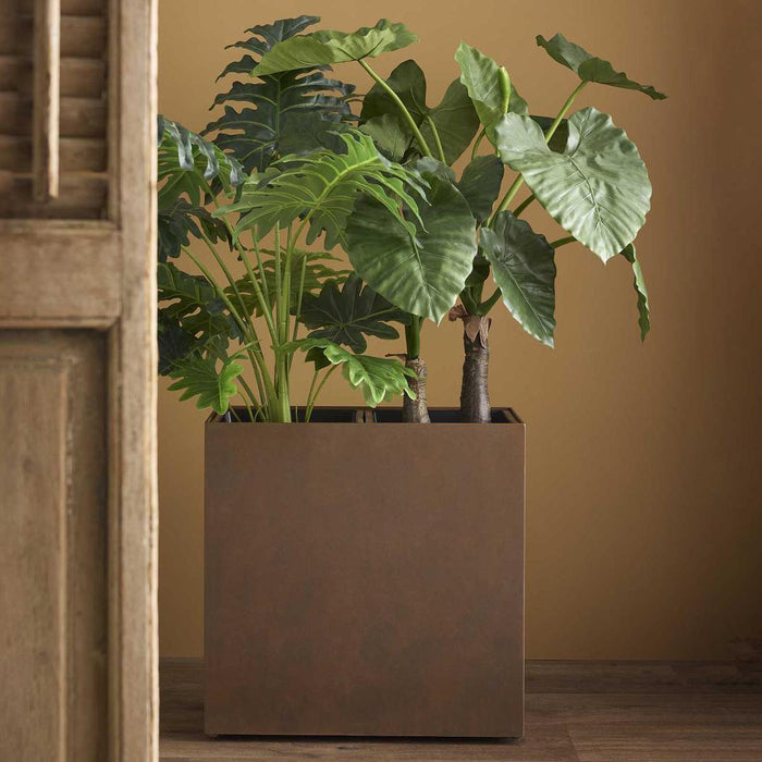 Alocasia Calidora 1m