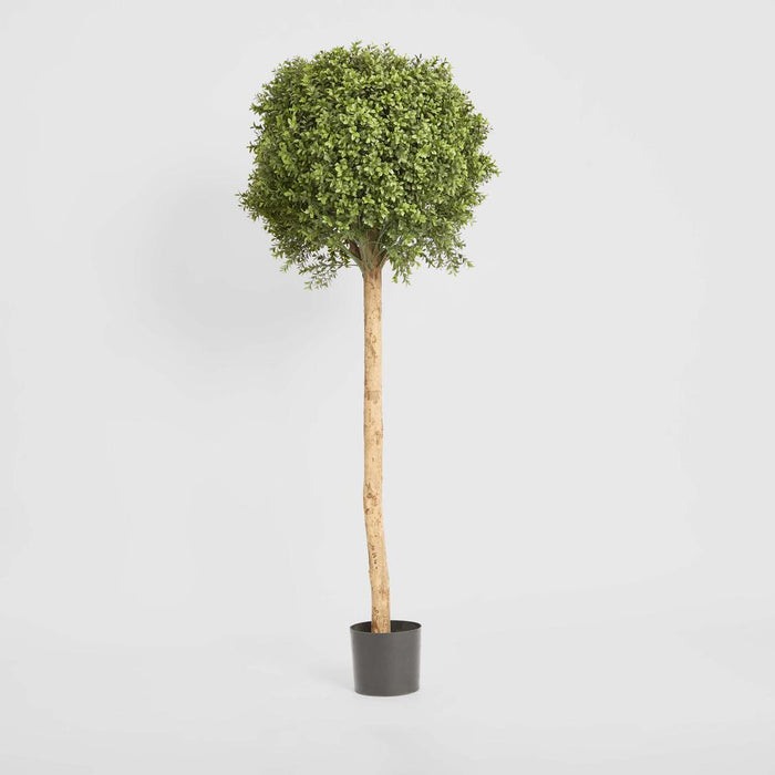 Boxwood Ball Tree 1.5m