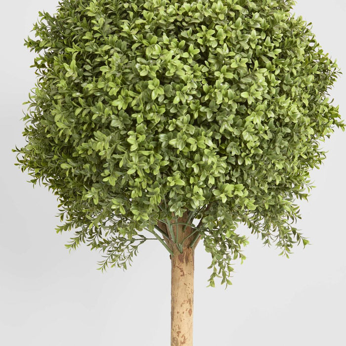Boxwood Ball Tree 1.5m