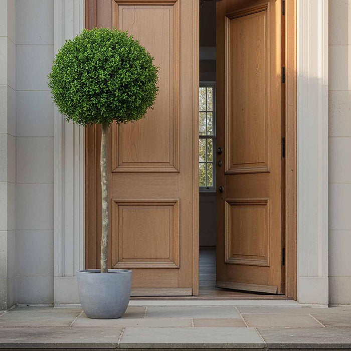 Boxwood Ball Tree 1.5m