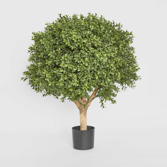 Boxwood Ball Tree 65cm