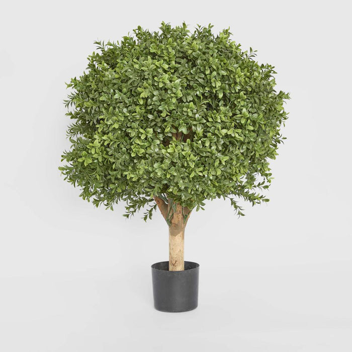 Boxwood Ball Tree 65cm