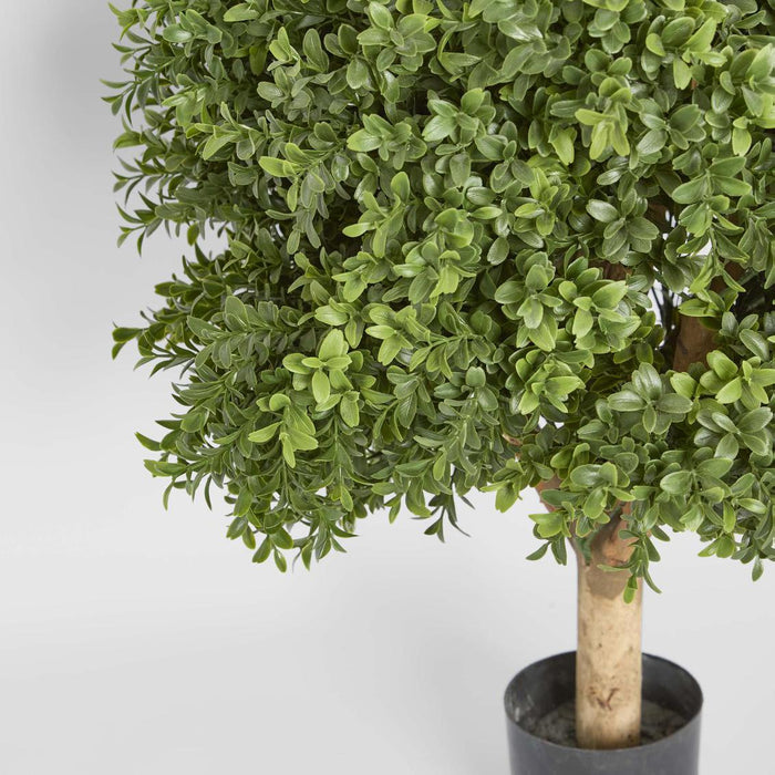 Boxwood Ball Tree 65cm