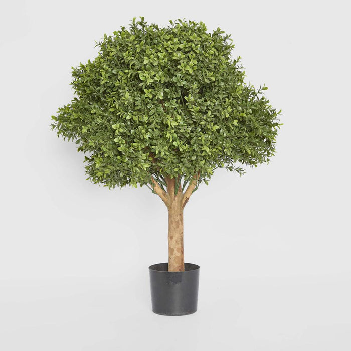 Boxwood Ball Tree 75cm