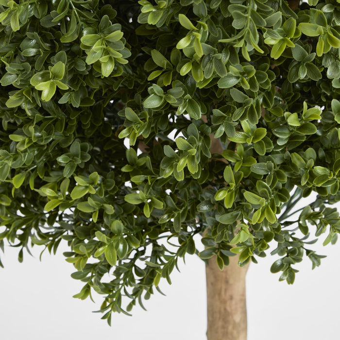Boxwood Ball Tree 85cm