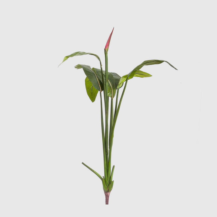 Bird of Paradise Bud 1.37m