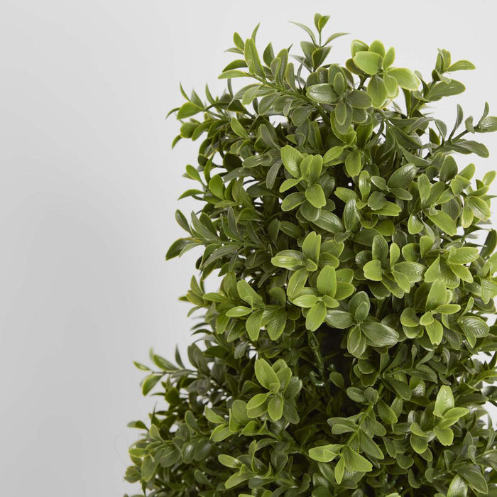 Boxwood Pyramid Tree 1m