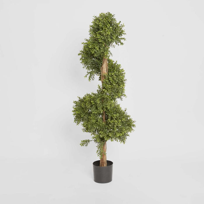 Boxwood Spiral Tree Budget 1.4m