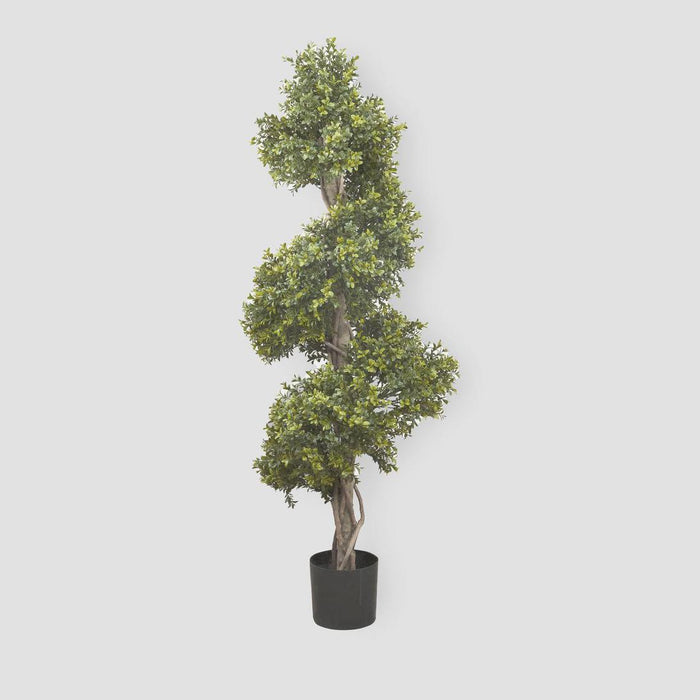 Boxwood Spiral Tree 1.4m