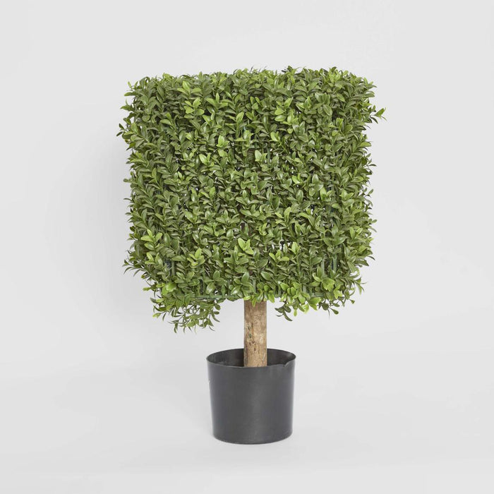 Boxwood Square Top 55cm