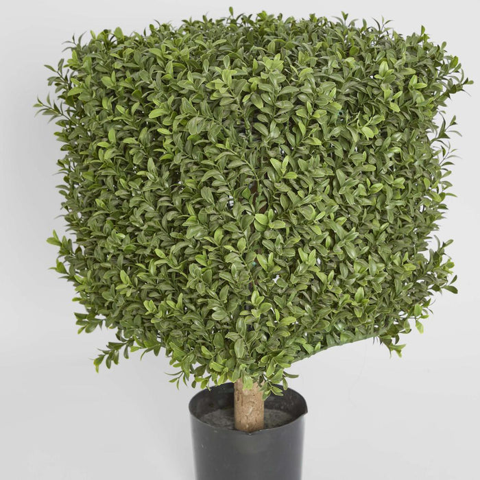 Boxwood Square Top 55cm