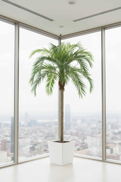 Coconut Palm 4.5m