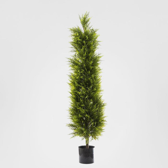 Cypress Pine 1.5m