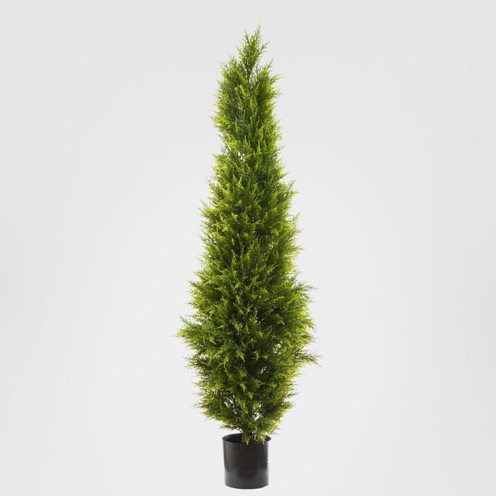 Cypress Pine 1.8m