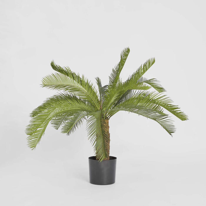 Cycad Palm 80cm