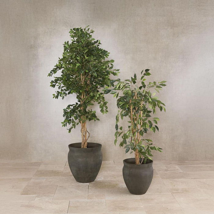 Ficus 1.2m