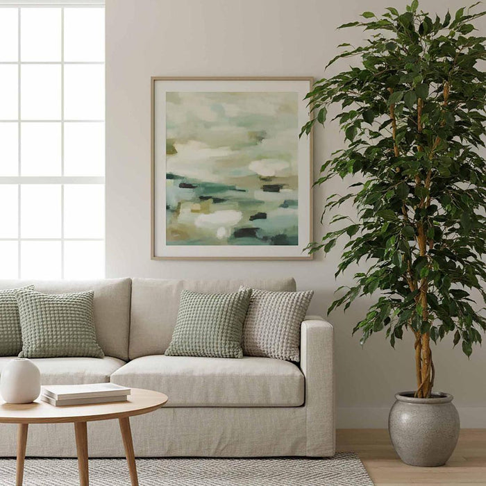 Ficus Retusa Bush Tree 1.8m