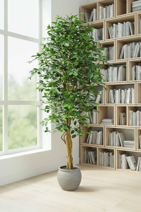 Ficus Retusa Bush Tree 1.8m