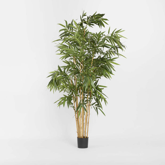 Giant Bamboo Tree 2.4m