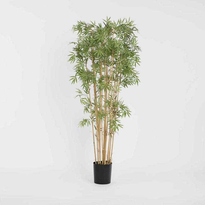 Japanese Bamboo Tree 1.9m