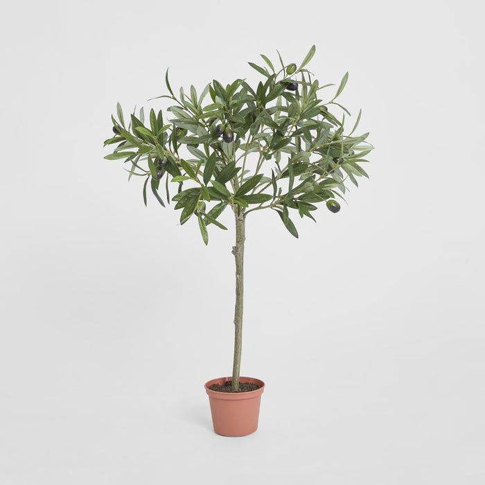 Olive Topiary 65cm