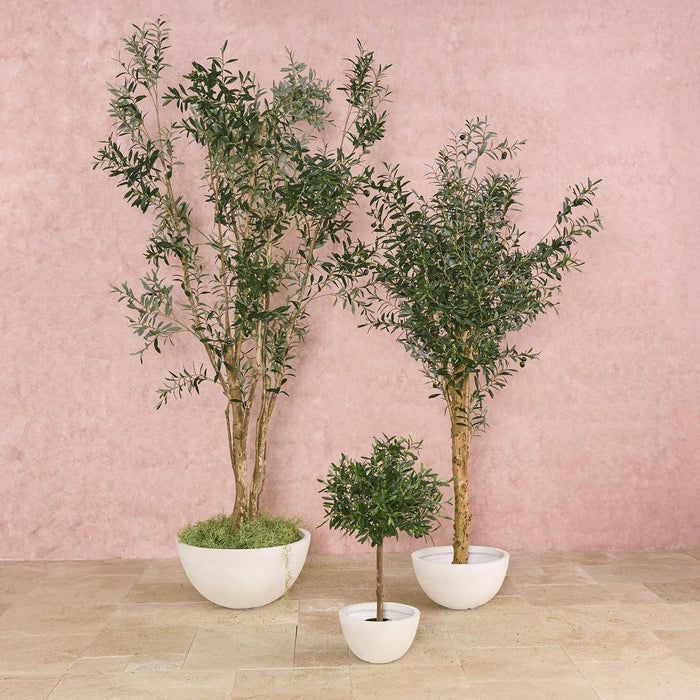 Olive Topiary 65cm