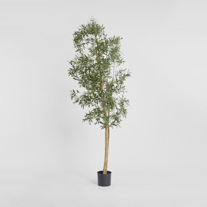 Olive Tree 2.4m