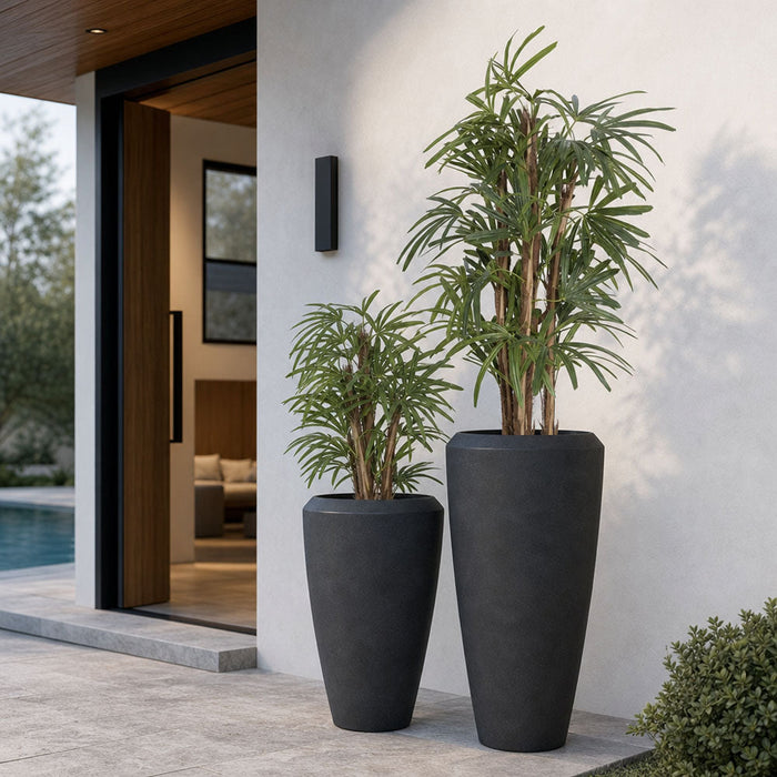 Raphis Palm 1.5m