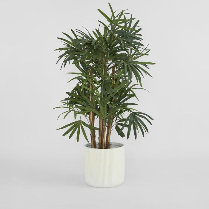 Raphis Palm Thin Leaf 1.6m