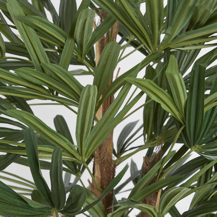 Raphis Palm Thin Leaf 1.7m