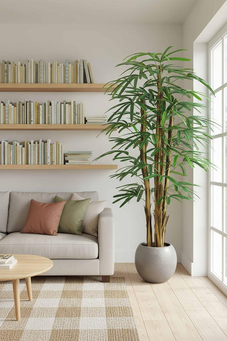 Raphis Palm Thin Leaf 1.7m