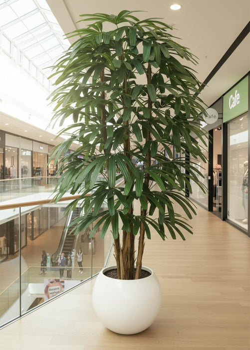 Raphis Palm Thin Leaf 2.4m