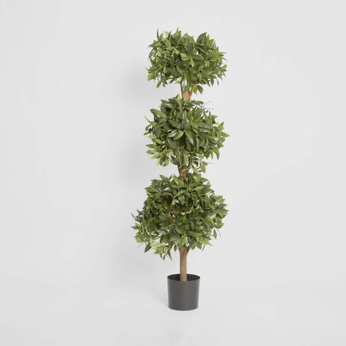 Sweet Bay Triple Ball Tree 1.7m
