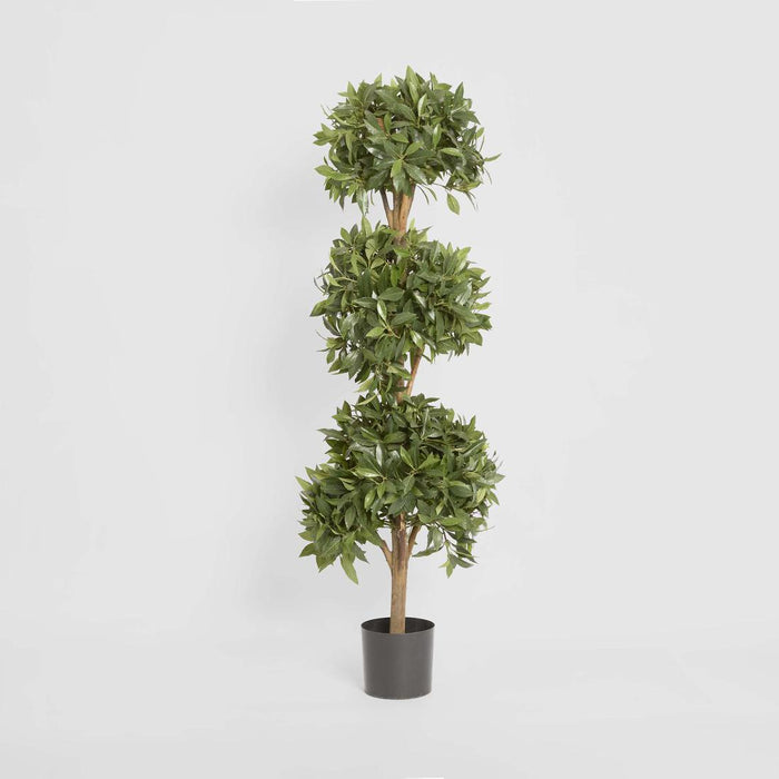 Sweet Bay Triple Ball Tree 1.7m