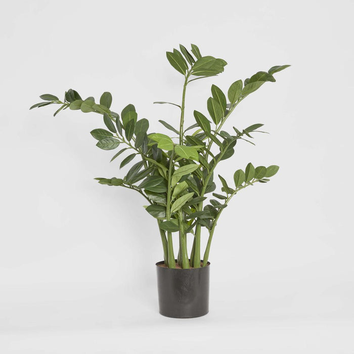 Smargago Plant 1.1m