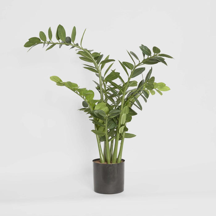 Smargago Plant 1.1m